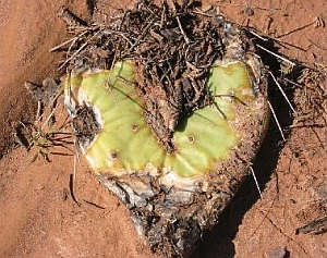 cactus heart