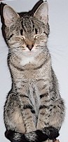 Pussycat Meditation